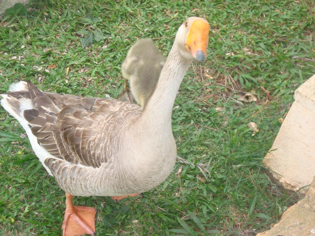 Hotel Fazenda Floresta Do Lago Socorro  Dış mekan fotoğraf