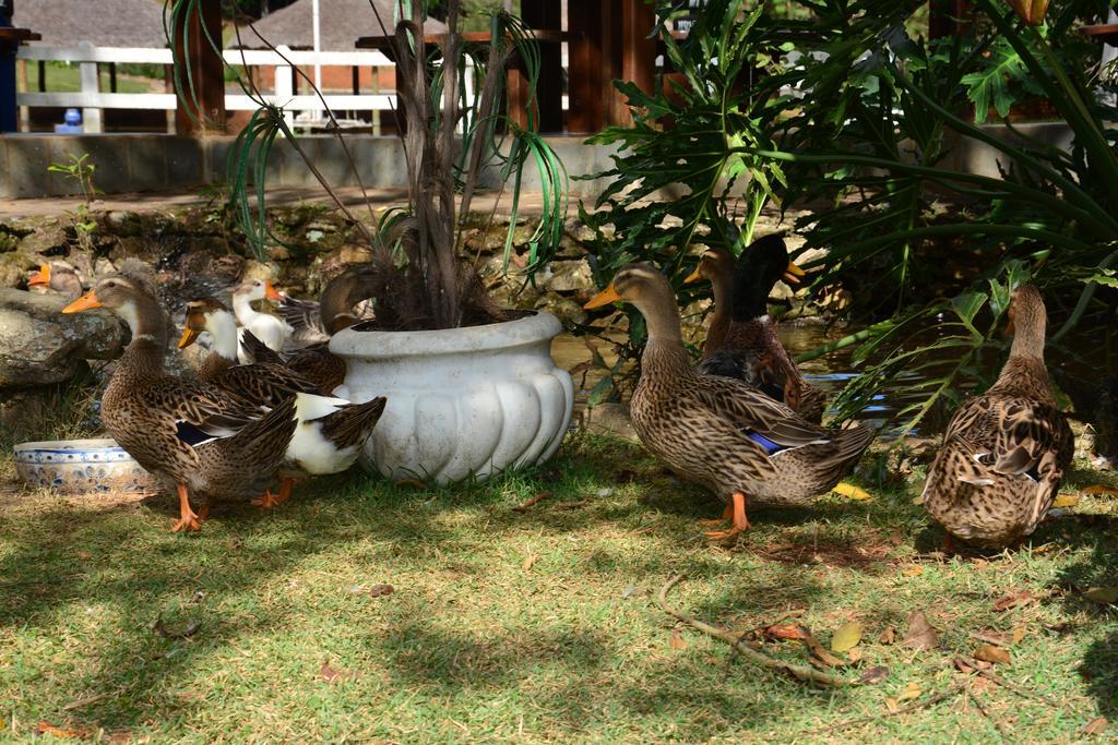 Hotel Fazenda Floresta Do Lago Socorro  Dış mekan fotoğraf